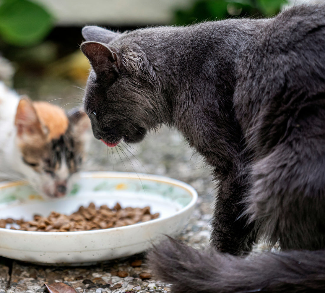 Cat wet food and feeding guide for cats in Pakistan