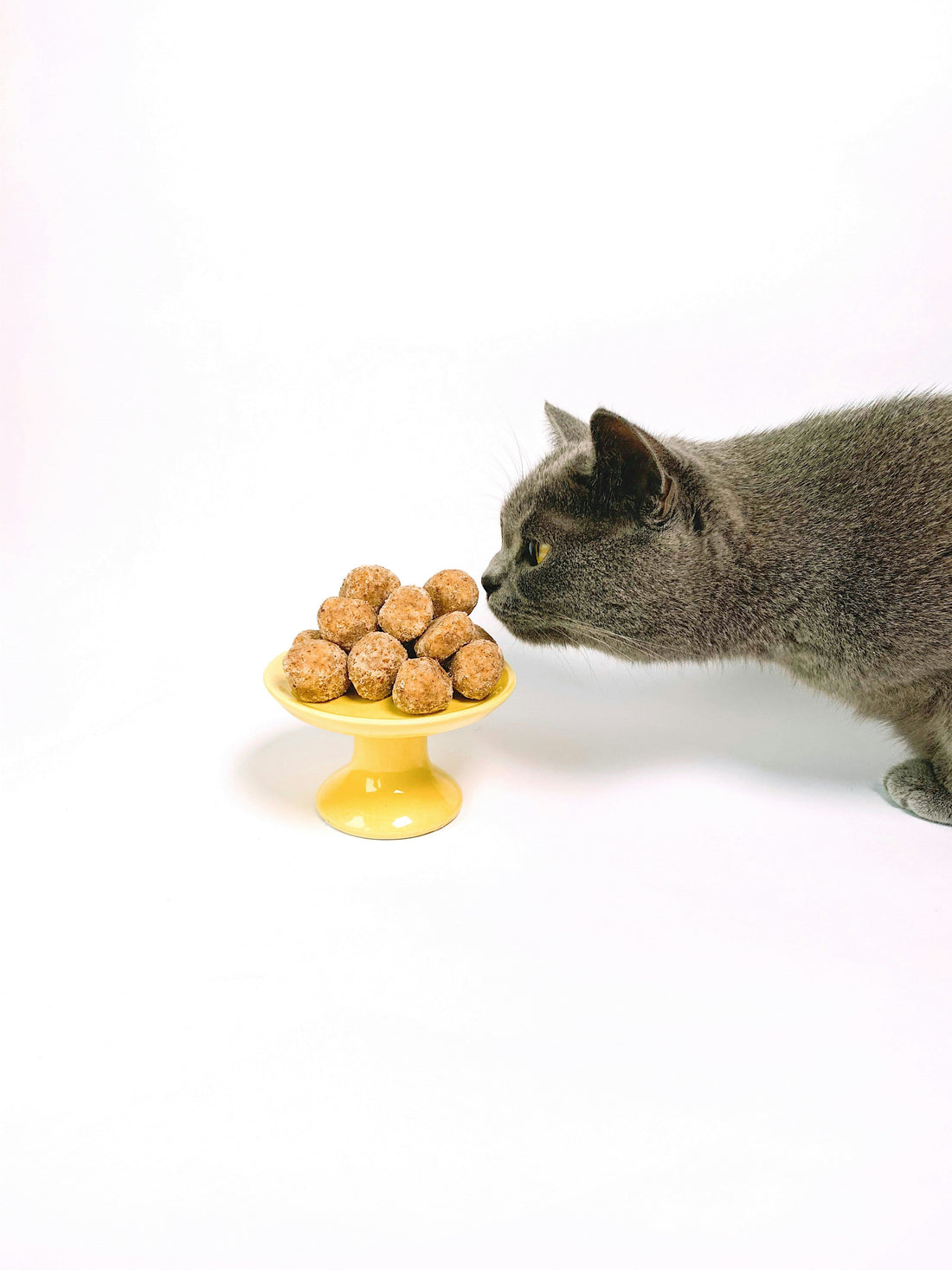 Best cat food brands in Pakistan at Hyd Pets