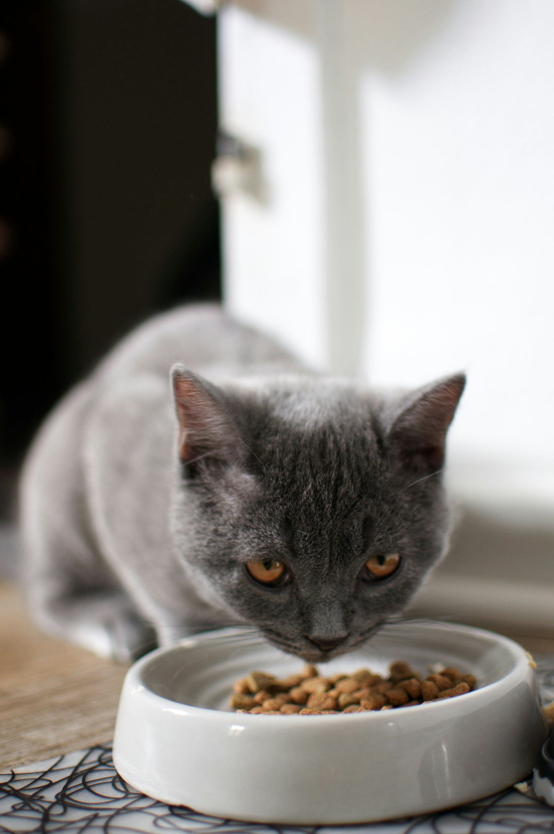 Best cat food brands in Pakistan at Hyd Pets