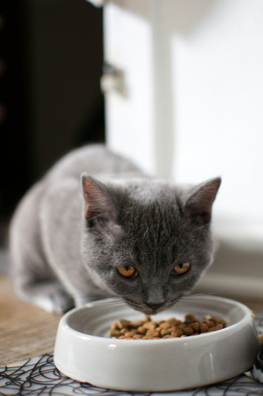 Best cat food brands in Pakistan at Hyd Pets