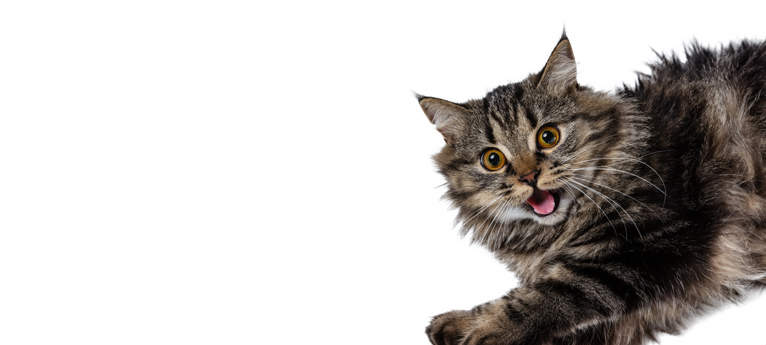 Understanding All Your Cat’s Meows and Sounds!