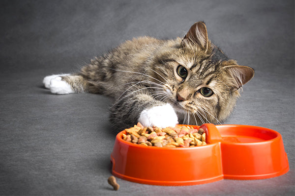 Essential Cat Supplies Every Pet Owner Should Have Essential Cat Supplies Every Pet Owner Should Have